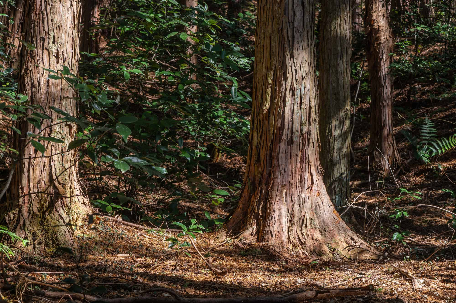 Japanese cedar trees in a forest
