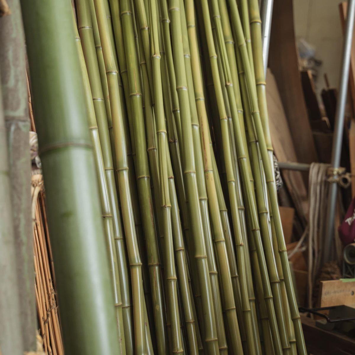 Storage shed filled with bamboo stalks
A hand holding a cup made from Japanese bamboo.