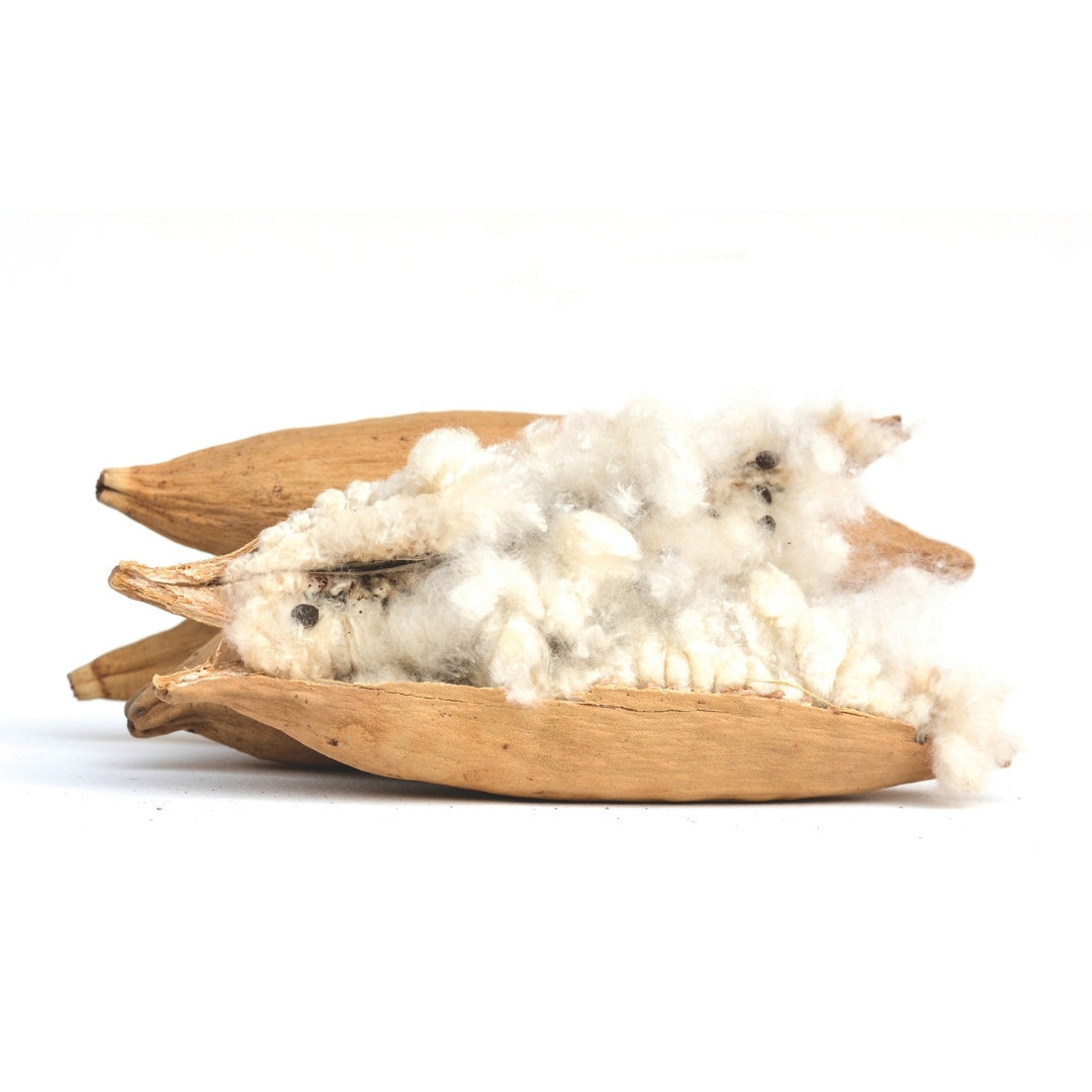 Natural kapok beans and kapok fiber used in meditation cushions zafu pillows