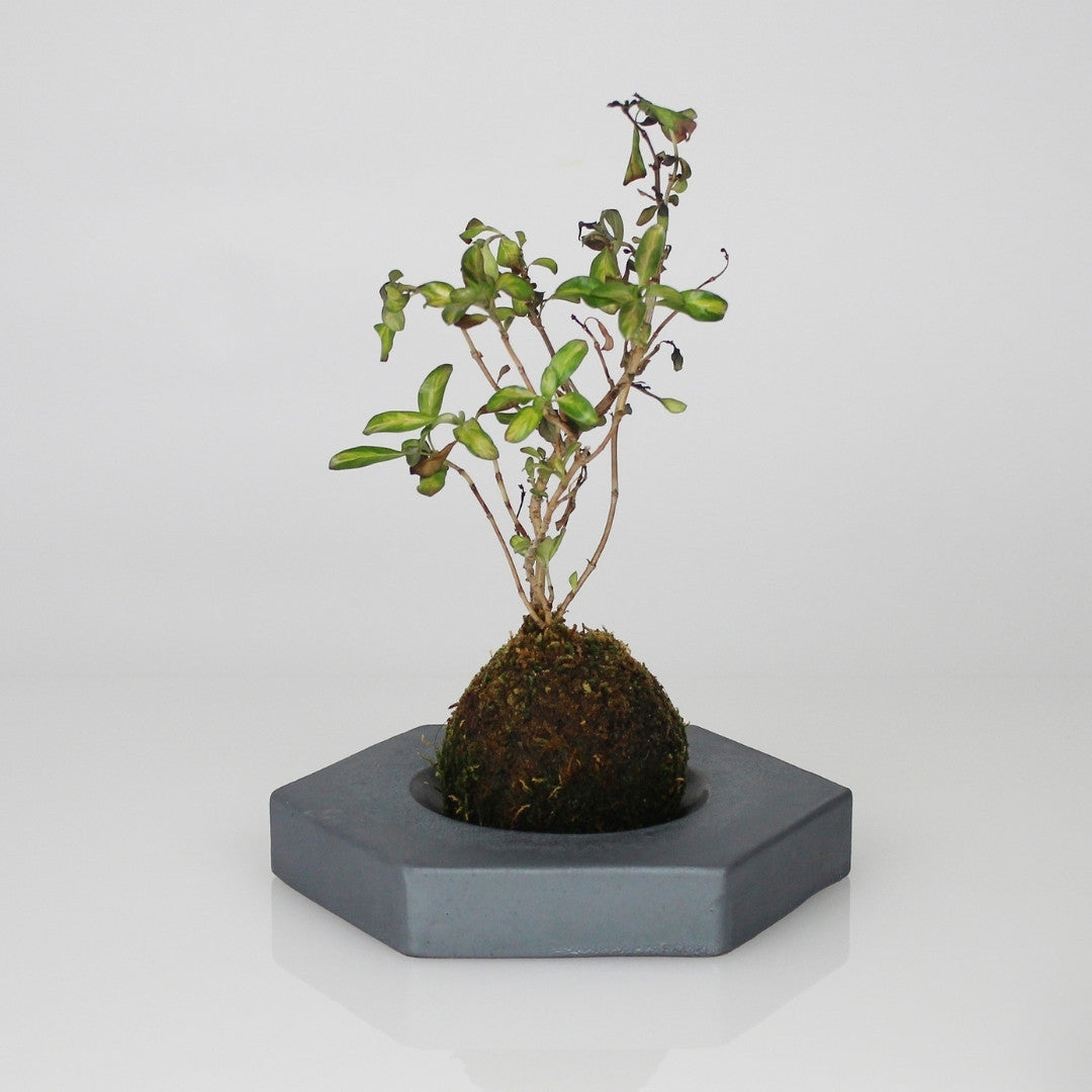 Kokedama Ball on Japanese Kokedama Stand kubo takaku for Elegant Moss Ball Planter Display