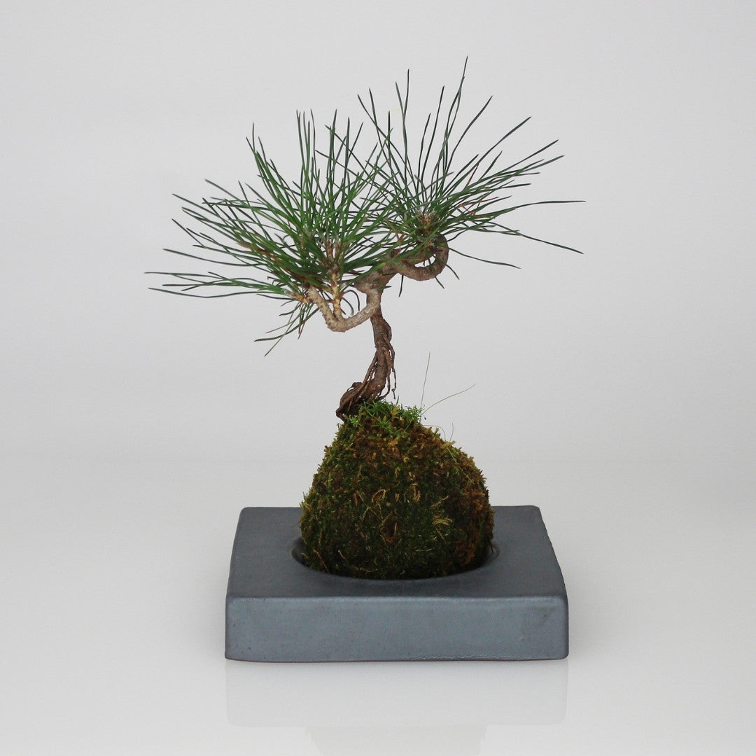 Kokedama Ball with Japanese Kokedama Stand kubo kaku for Elegant Moss Ball Planter Display