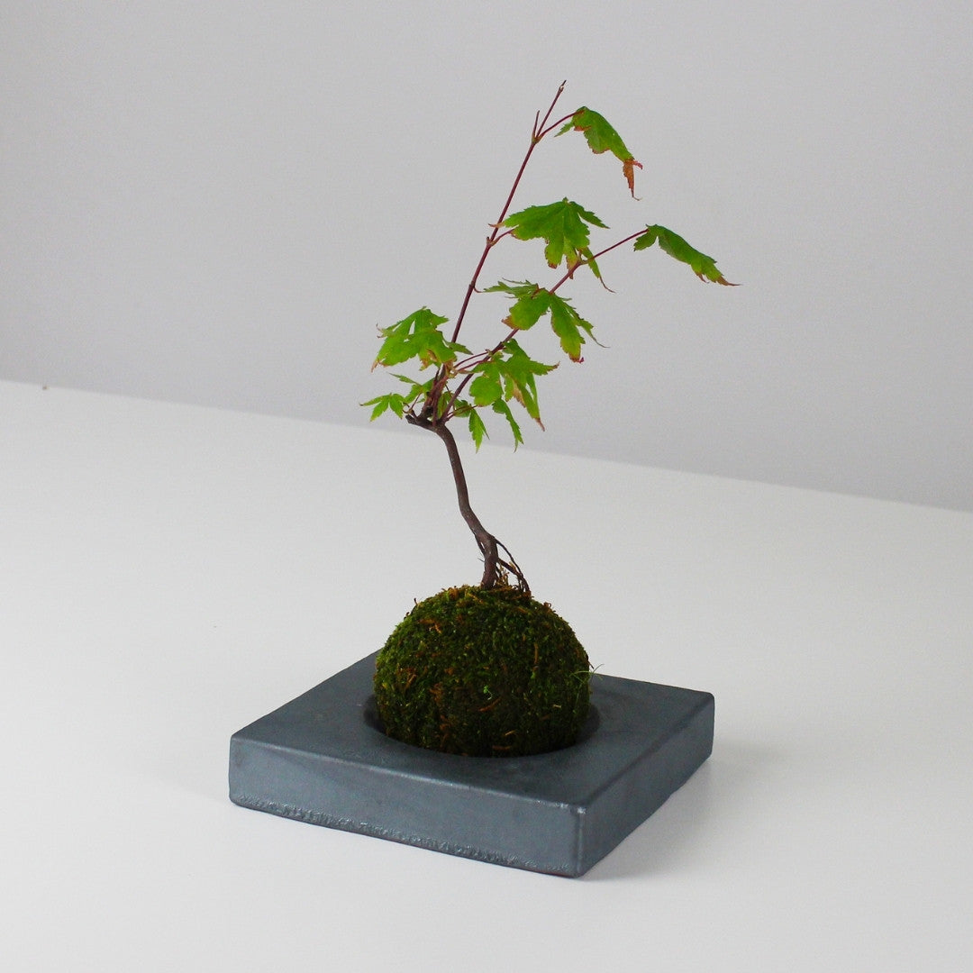 Side View of Kokedama Ball on Japanese Kokedama Stand kubo kaku for Wabi Sabi Interiors