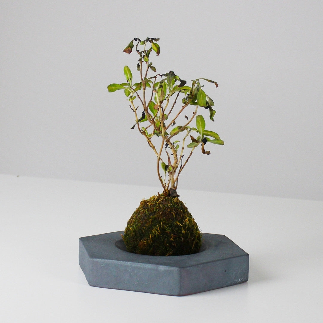 Side View of Kokedama Ball on Japanese Kokedama Stand kubo takaku for Wabi Sabi Interiors