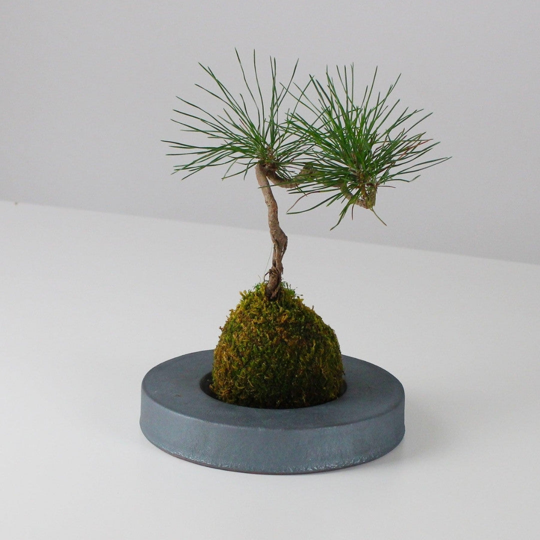 Side View of Kokedama Ball on Japanese Kokedama Stand kubo maru for Wabi Sabi Interiors