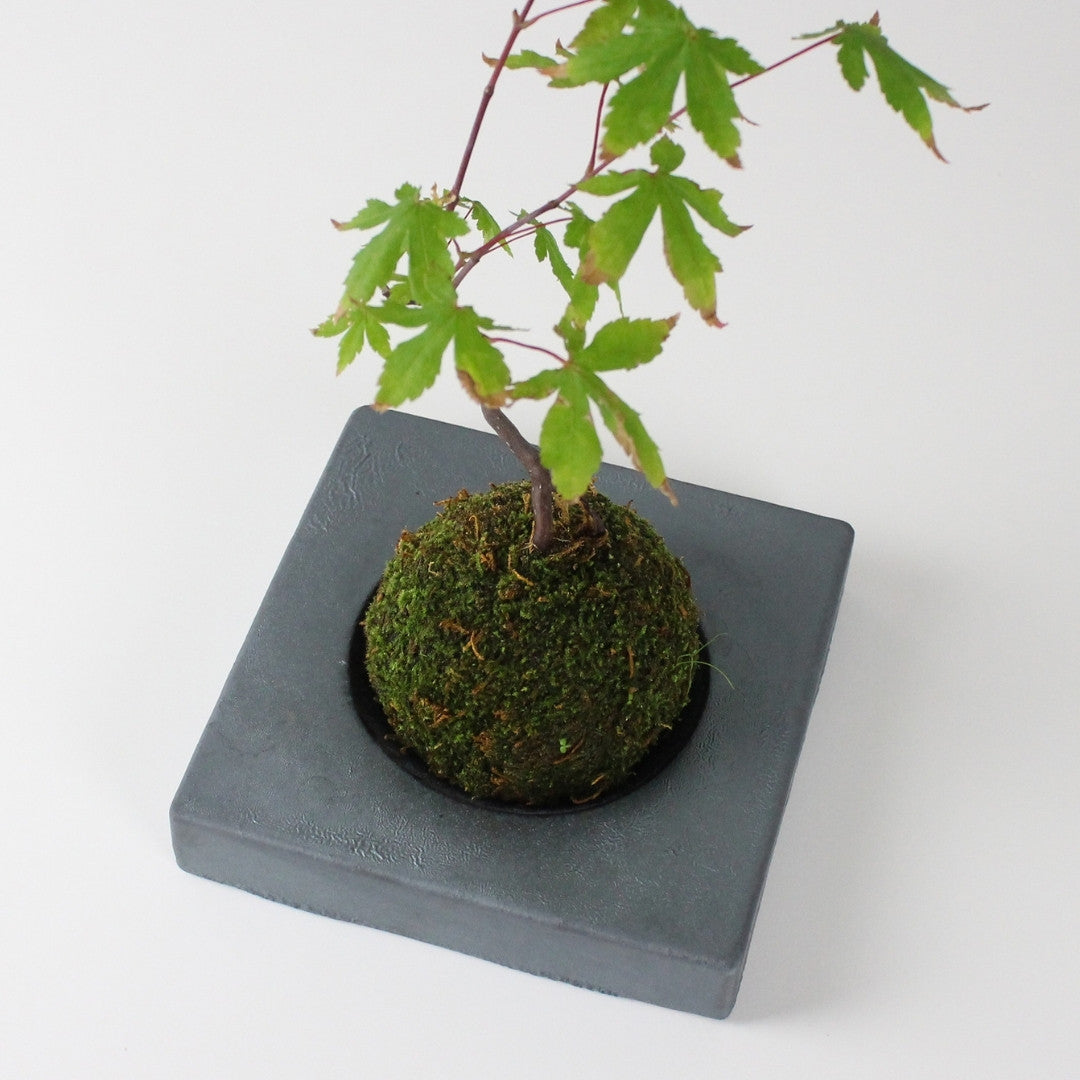 Top View of Kokedama Ball on Japanese Kokedama Stand kubo kaku for Moss Ball Planter Display