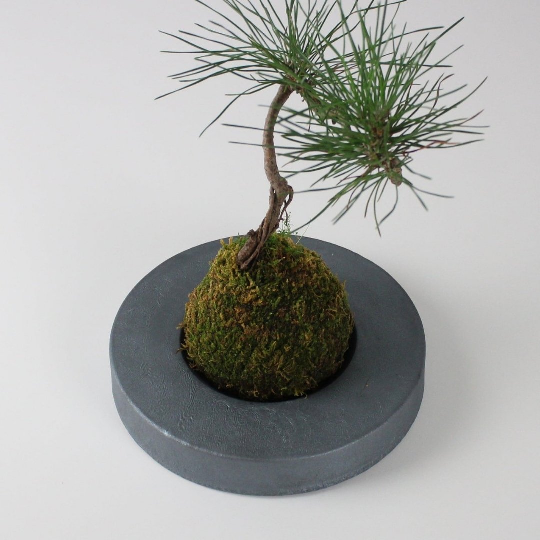 Top View of Kokedama Ball on Japanese Kokedama Stand kubo maru for Moss Ball Planter Display