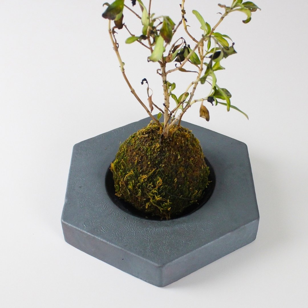 Top View of Kokedama Ball on Japanese Kokedama Stand kubo takaku for Moss Ball Planter Display