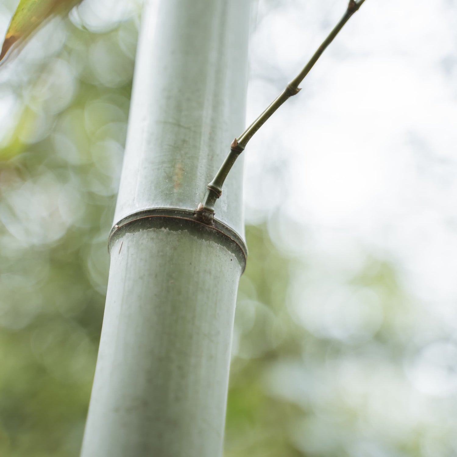 Close-up of a bamboo branch growing from a node