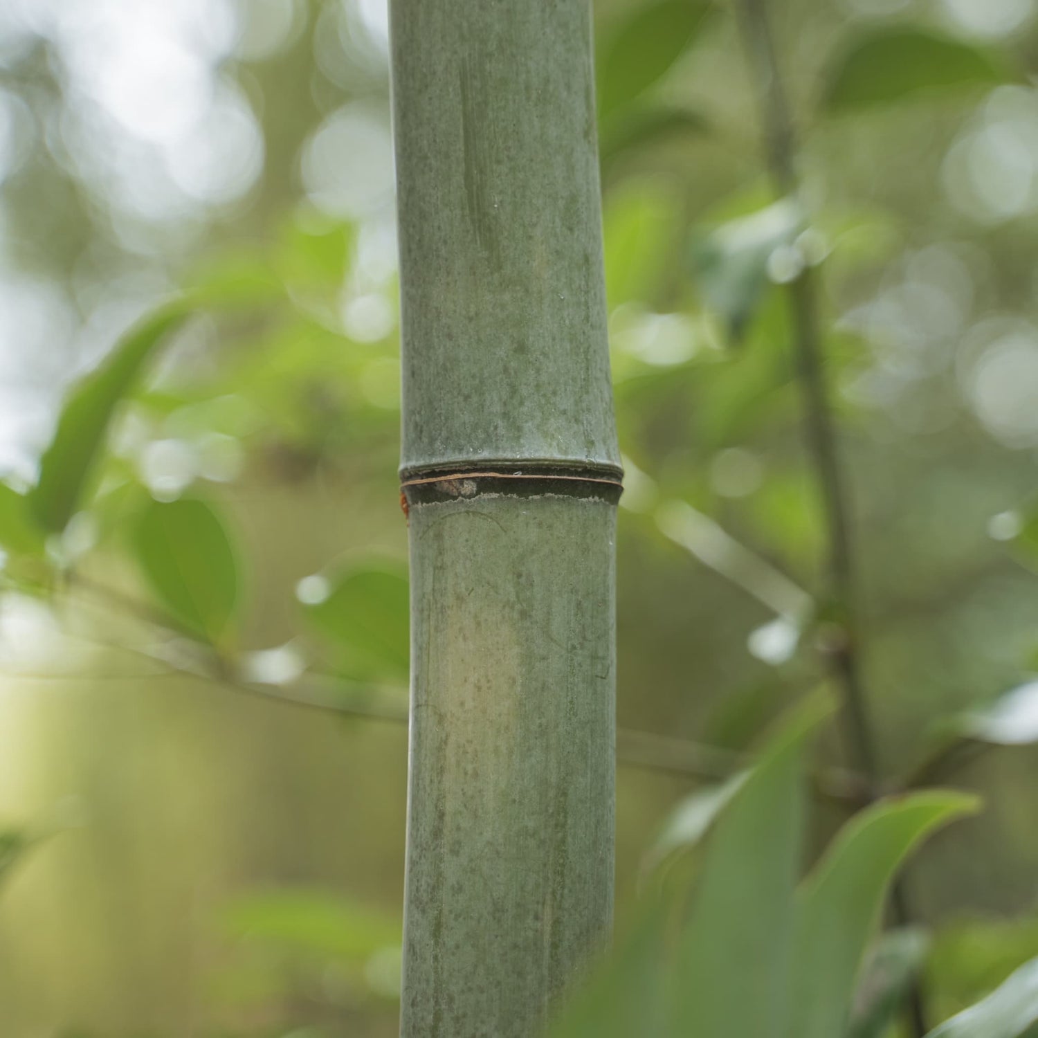 Close-up of a bamboo