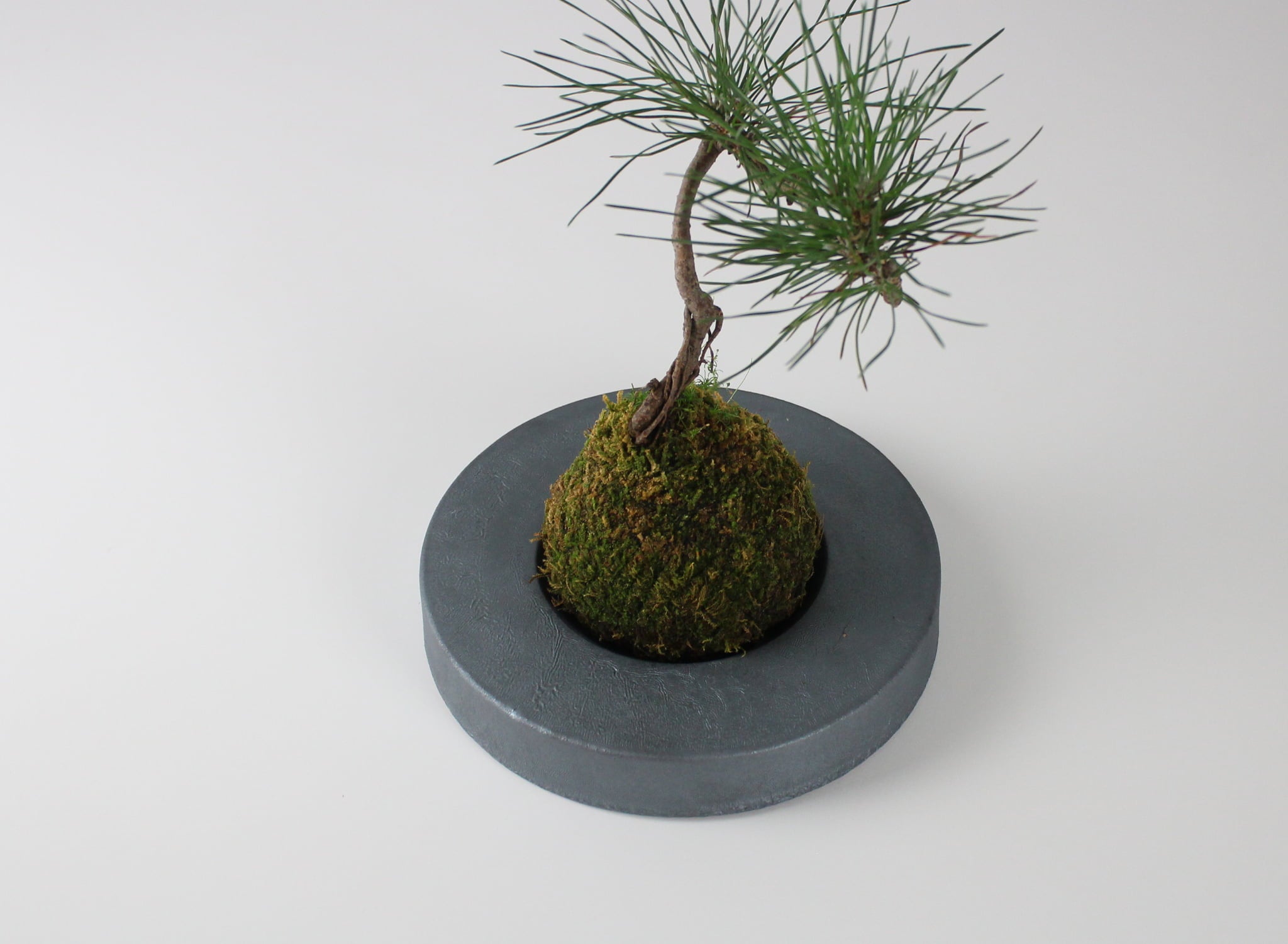 Japanese kokedama vase