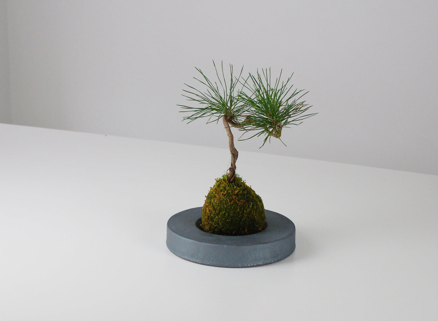 Close-up of a minimalist iron bonsai pot and bonsai tree inspired by traditional Japanese roof tiles.
