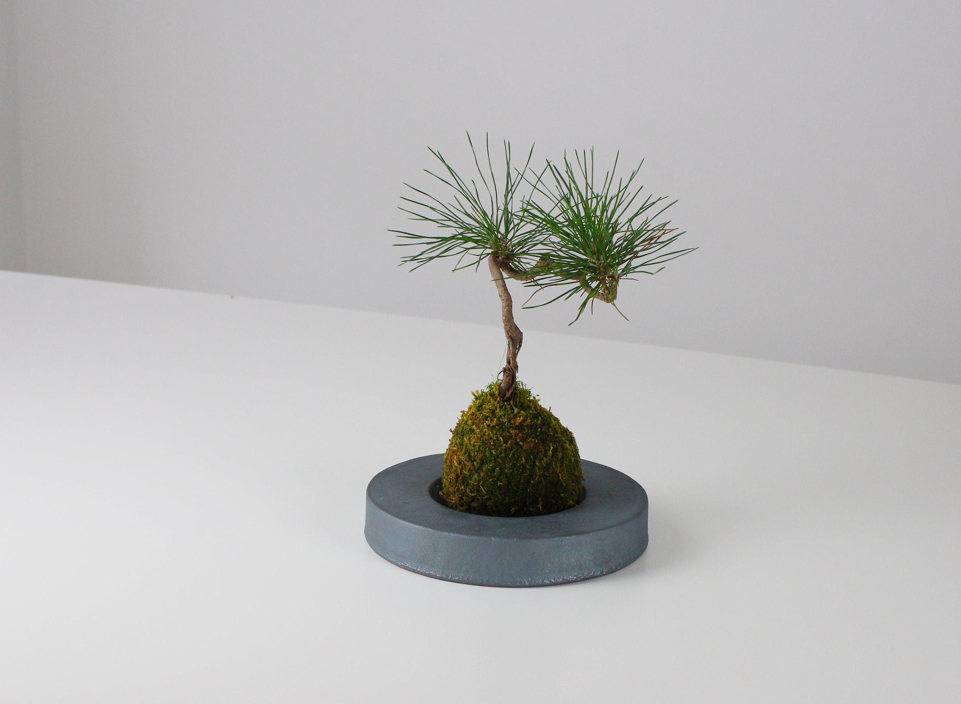 Close-up of a minimalist iron bonsai pot and bonsai tree inspired by traditional Japanese roof tiles.