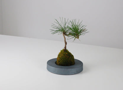 Close-up of a minimalist iron bonsai pot and bonsai tree inspired by traditional Japanese roof tiles.