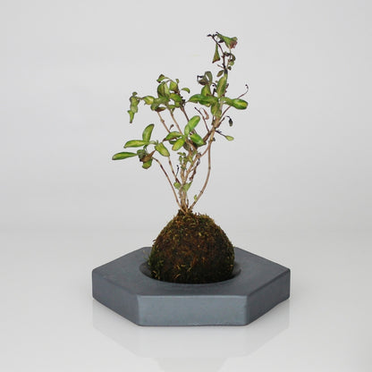 Kokedama Ball on Japanese Kokedama Stand kubo takaku for Elegant Moss Ball Planter Display