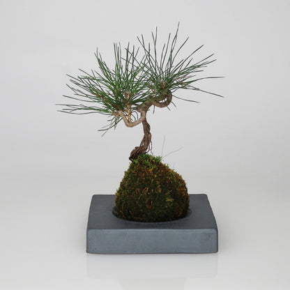 Kokedama Ball with Japanese Kokedama Stand kubo kaku for Elegant Moss Ball Planter Display