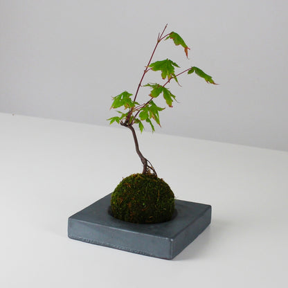 Side View of Kokedama Ball on Japanese Kokedama Stand kubo kaku for Wabi Sabi Interiors