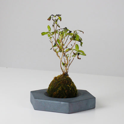 Side View of Kokedama Ball on Japanese Kokedama Stand kubo takaku for Wabi Sabi Interiors