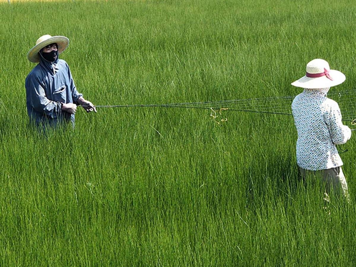Farmers cultivating domestic rush grass in a green field to create sustainable tatami mats.