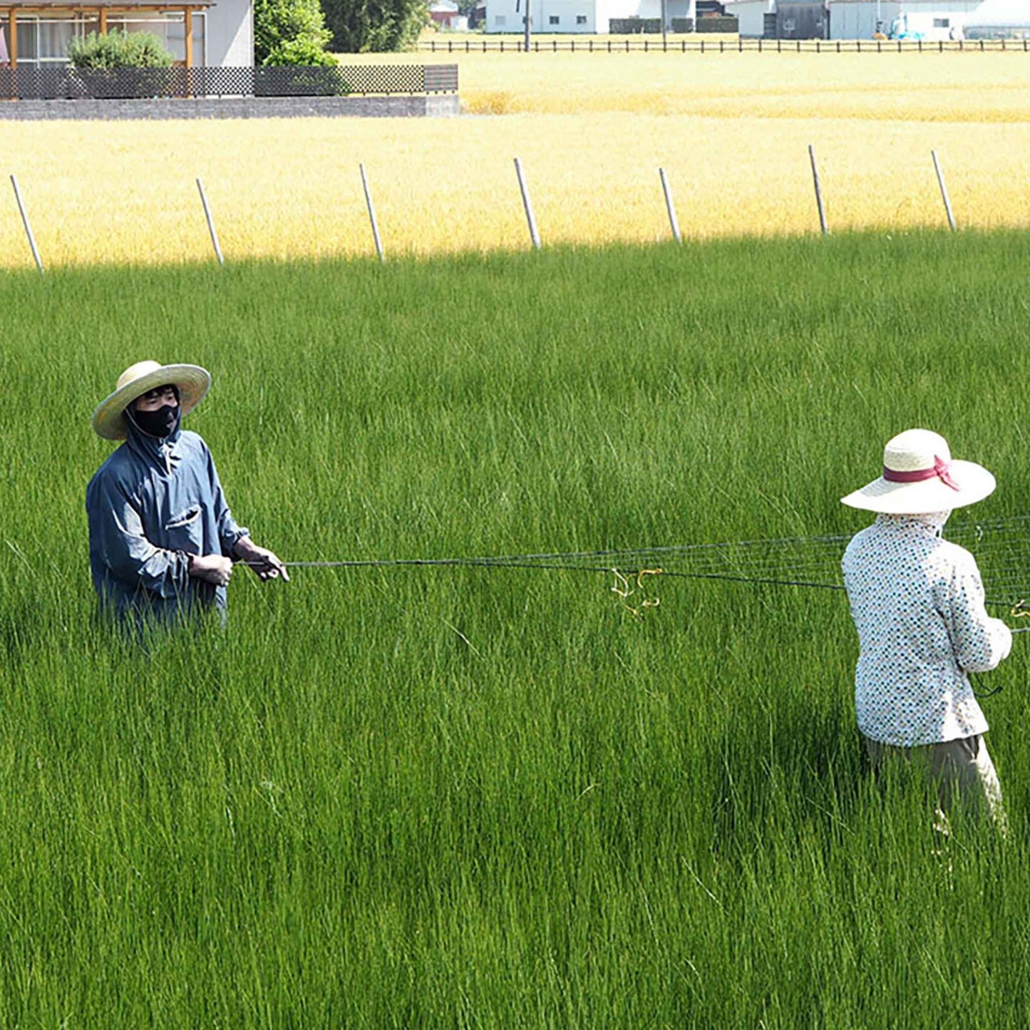 Farmers cultivating domestic rush grass in a green field to create sustainable tatami mats.