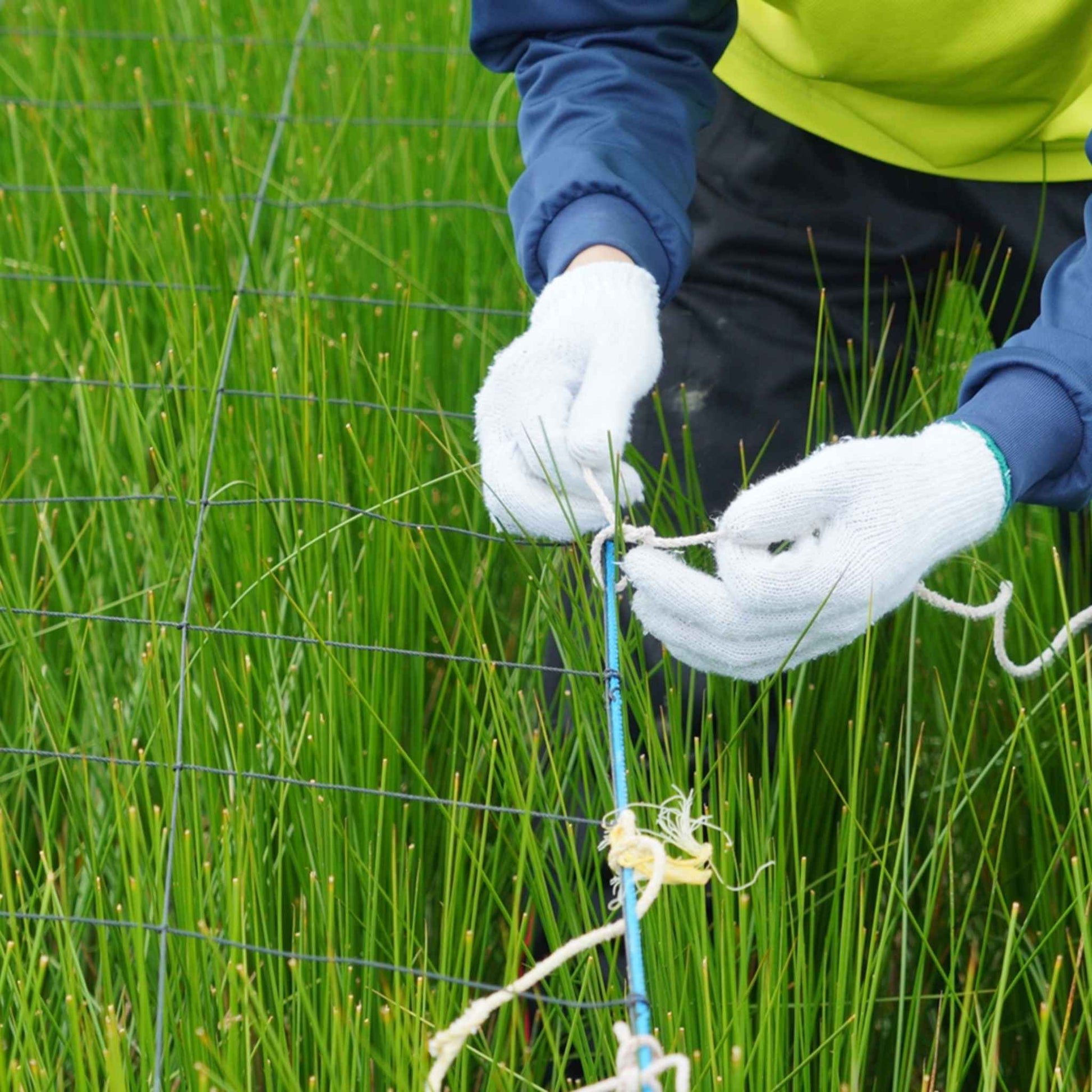 Hands tying sustainable rush grass stalks to a net in a field for authentic tatami mat production.