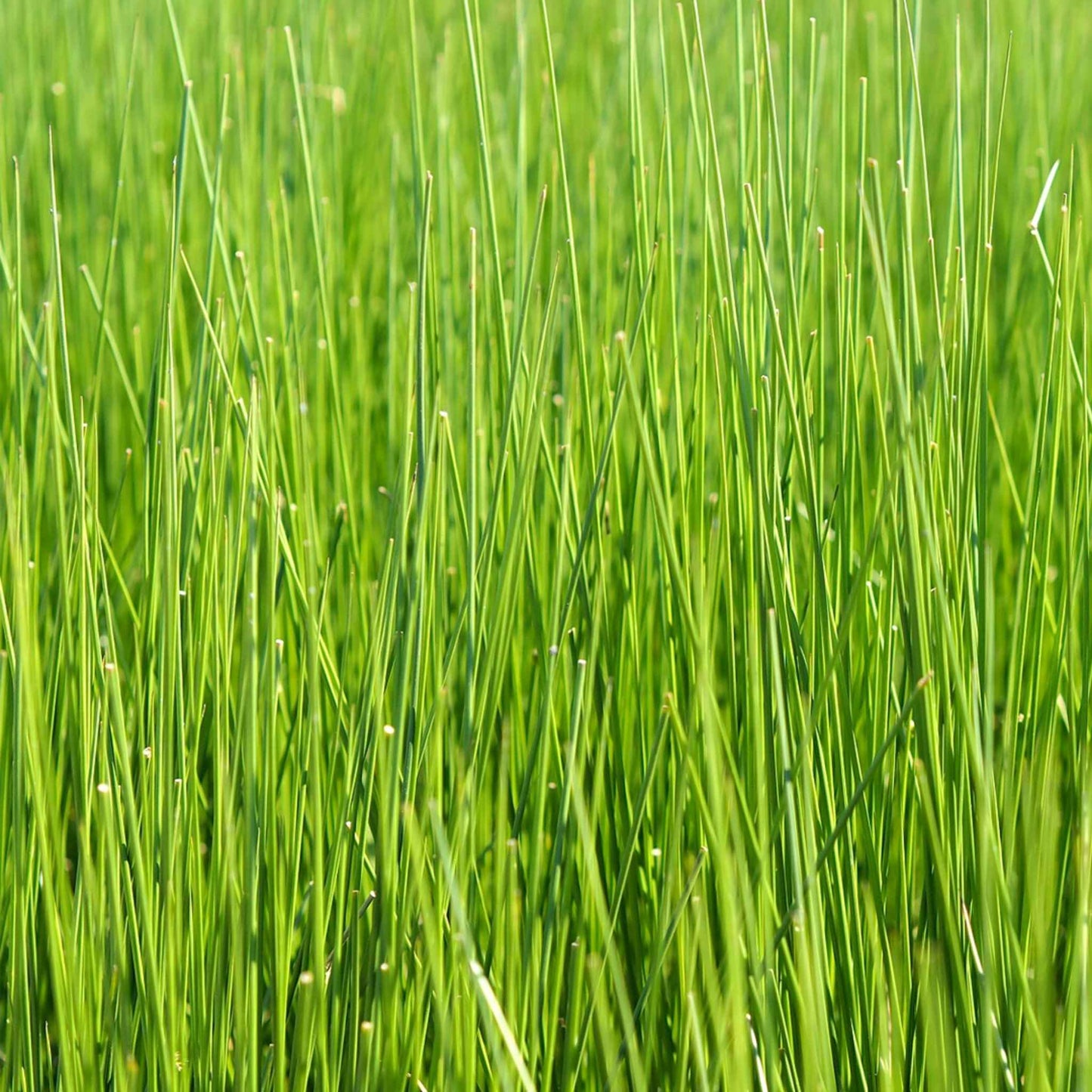 Close up of fresh green rush grass stalks growing in a field used to make breathable tatami mats.