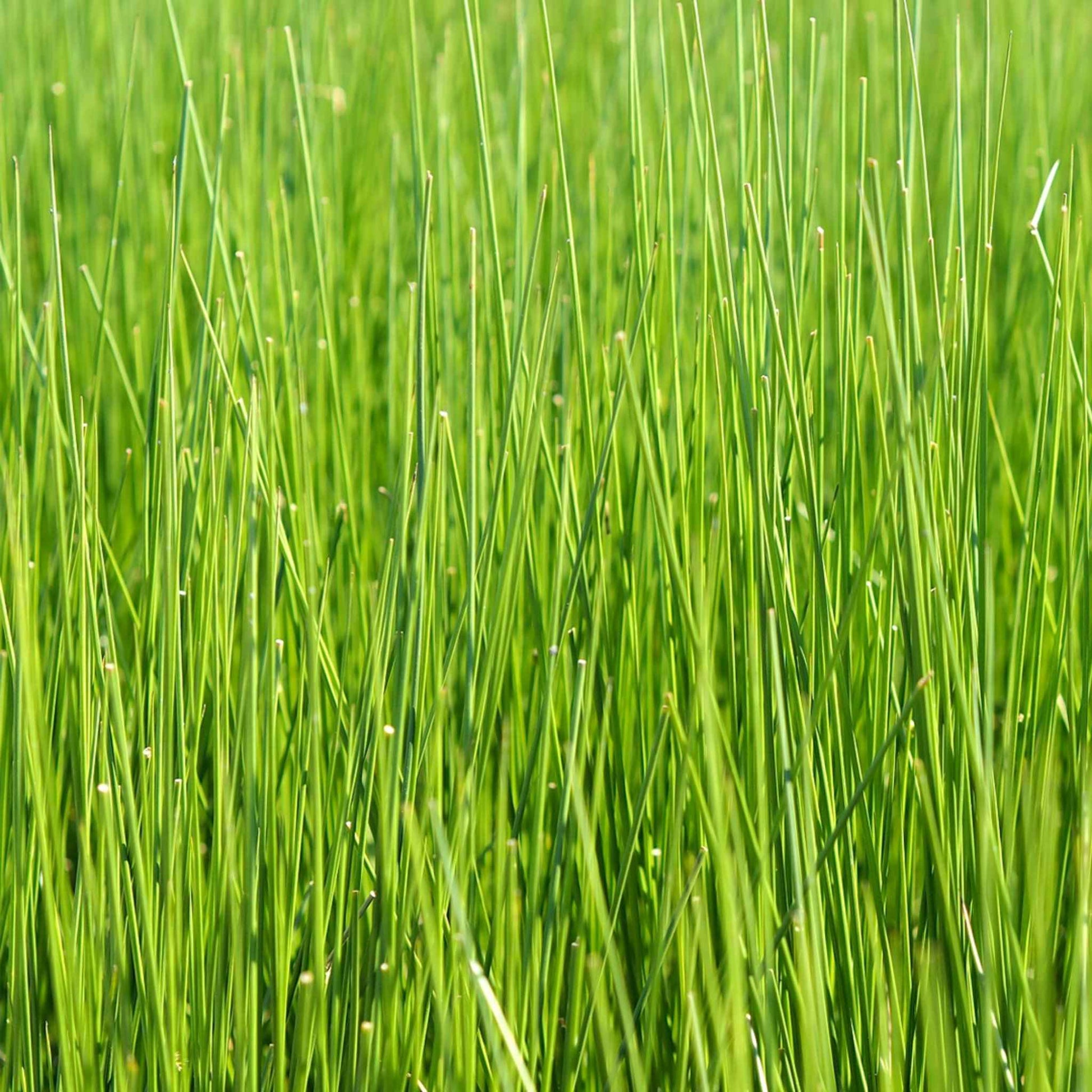 Close up of fresh green rush grass stalks growing in a field used to make breathable tatami mats.