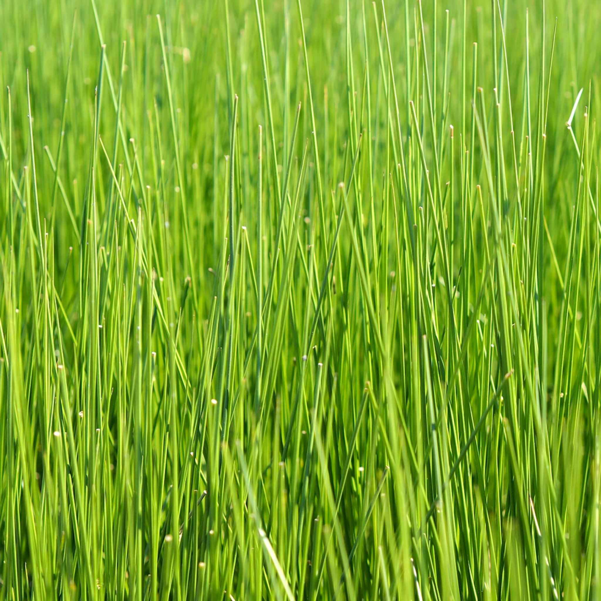 Close up of fresh green rush grass stalks growing in a field used to make breathable tatami mats.