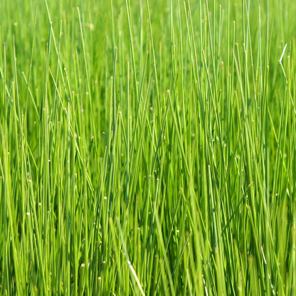 Close up of fresh green rush grass stalks growing in a field used to make breathable tatami mats.